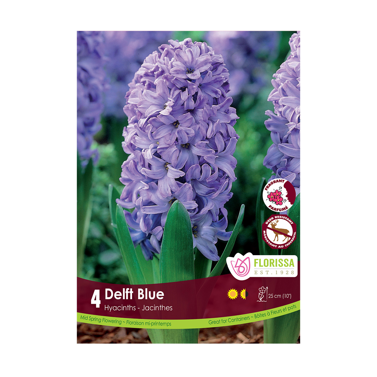 Hyacinth_DelftBlue.jpg