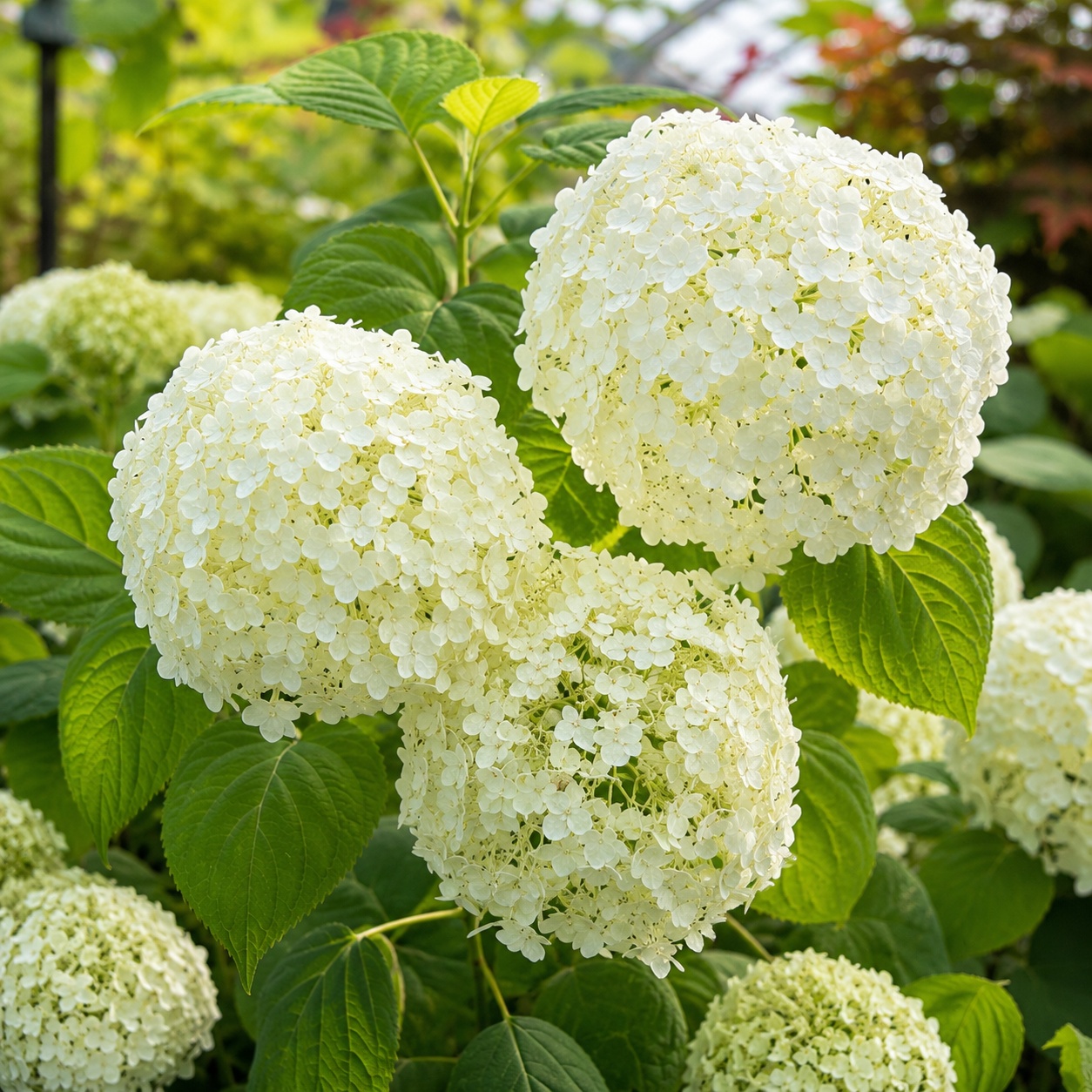 Incrediball_Hydrangea_Enhanced_1200x1200.jpg