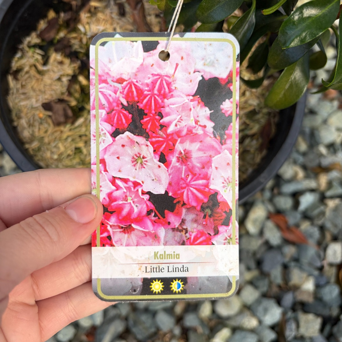 Kalmia-Mountain-Laurel-Little-Linda-flower-tag-1200x1200.jpg