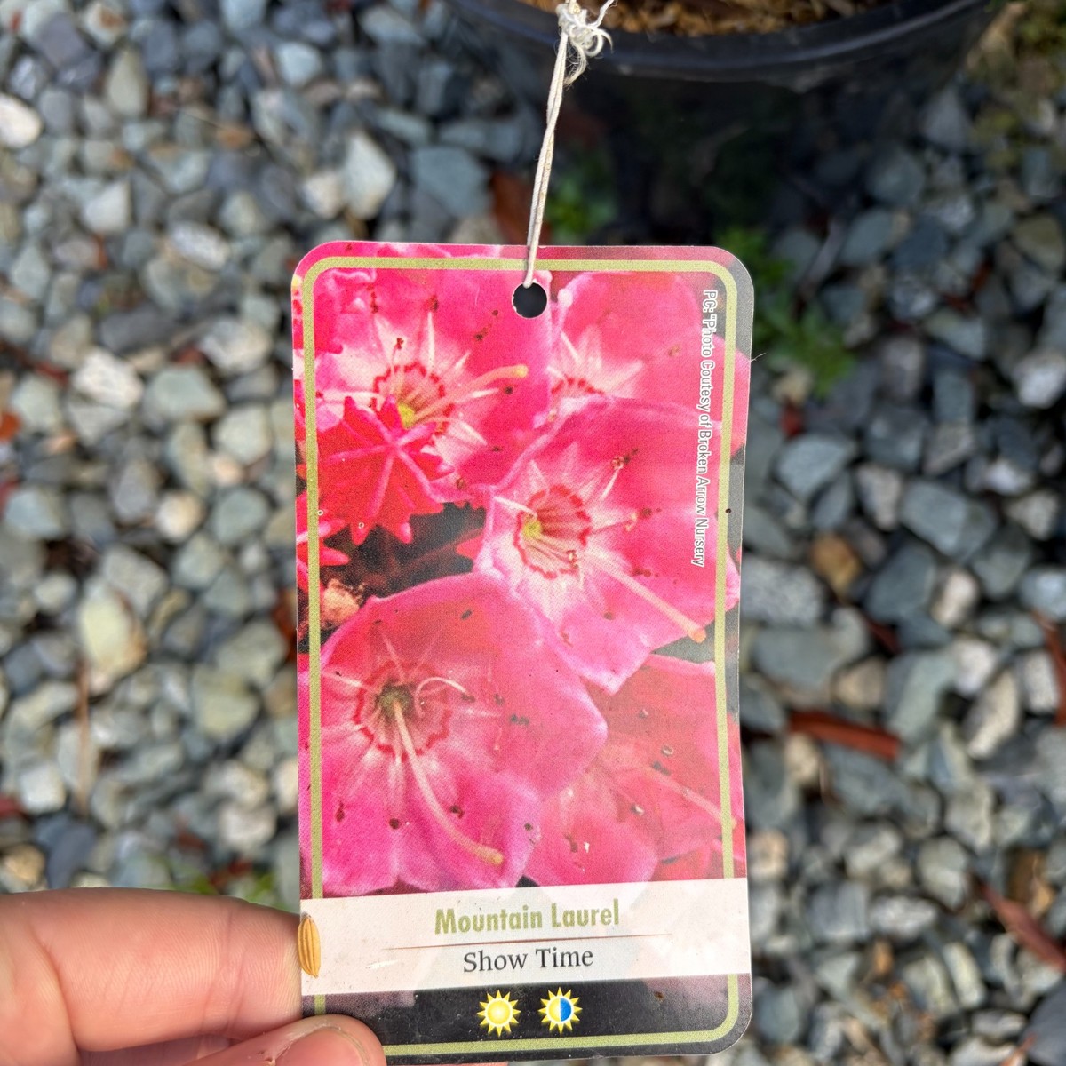 Kalmia-Mountain-Laurel-Show-Time-flower-tag-1200x1200.jpg