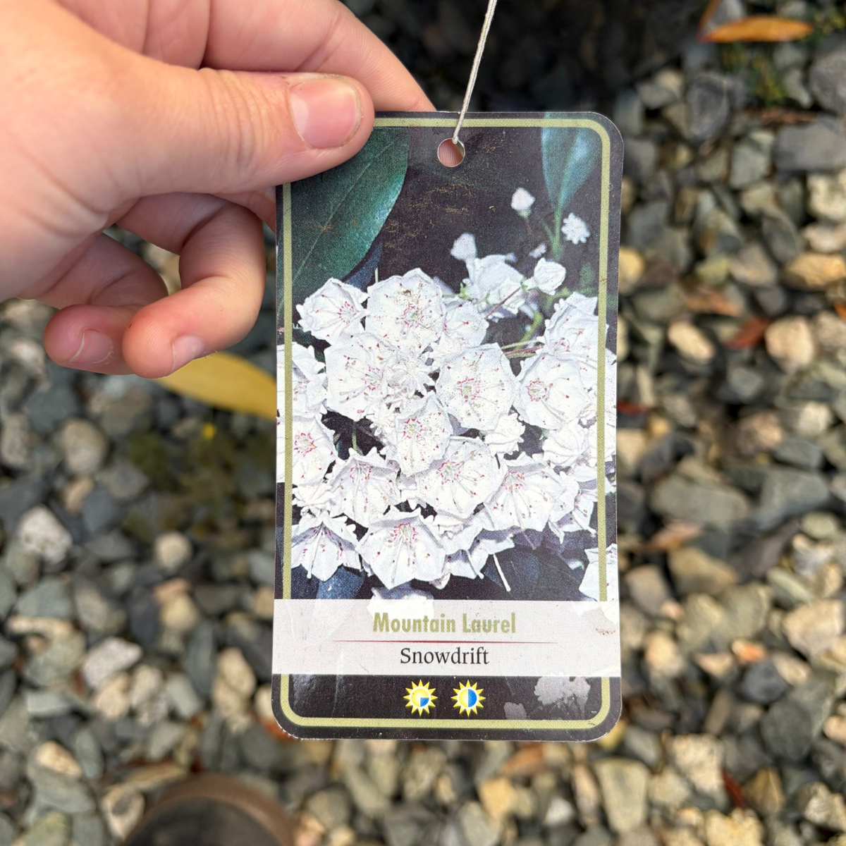 Kalmia-Mountain-Laurel-Snowdrift-flower-tag-1200x1200.jpg
