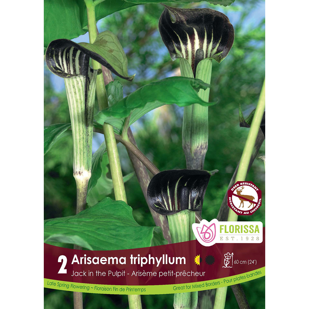 LGKep Arisaema triphyllum.jpg