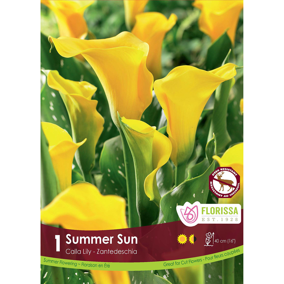 LGKep Calla Summer Sun.jpg