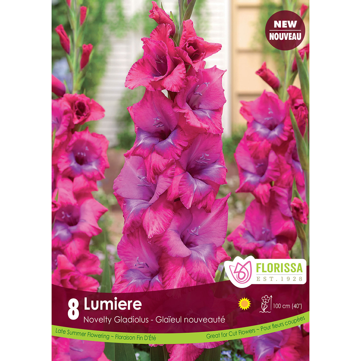 LGKep Gladiolus Lumiere.jpg