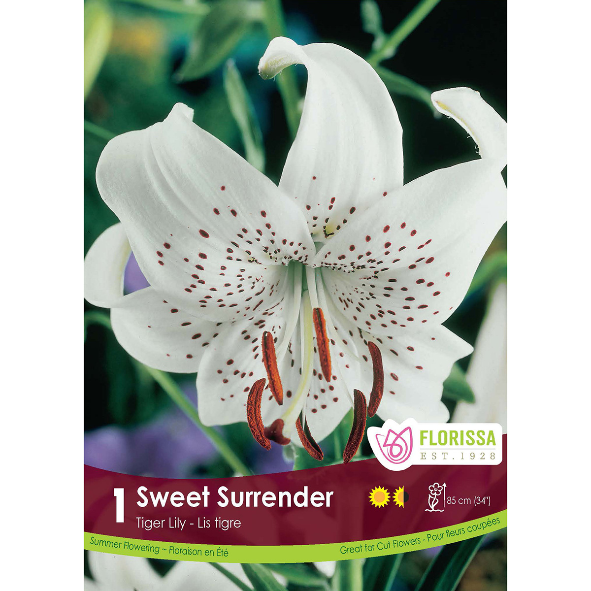 LGKep Lily Tiger Sweet Surrender.jpg