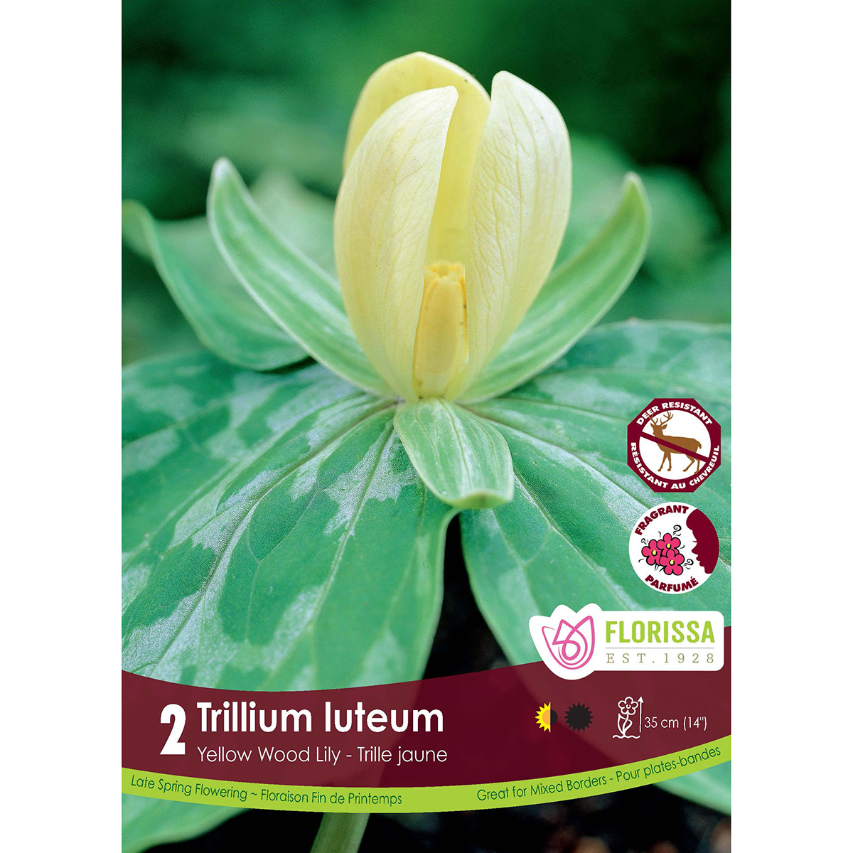 LGKep Trillium luteum.jpg