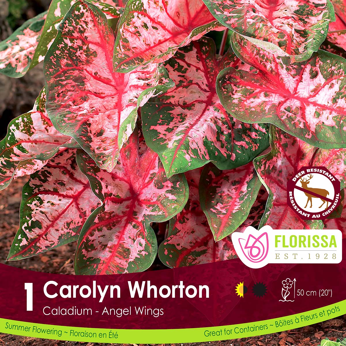LGKep_Caladium_Carolyn_Whorton.jpg