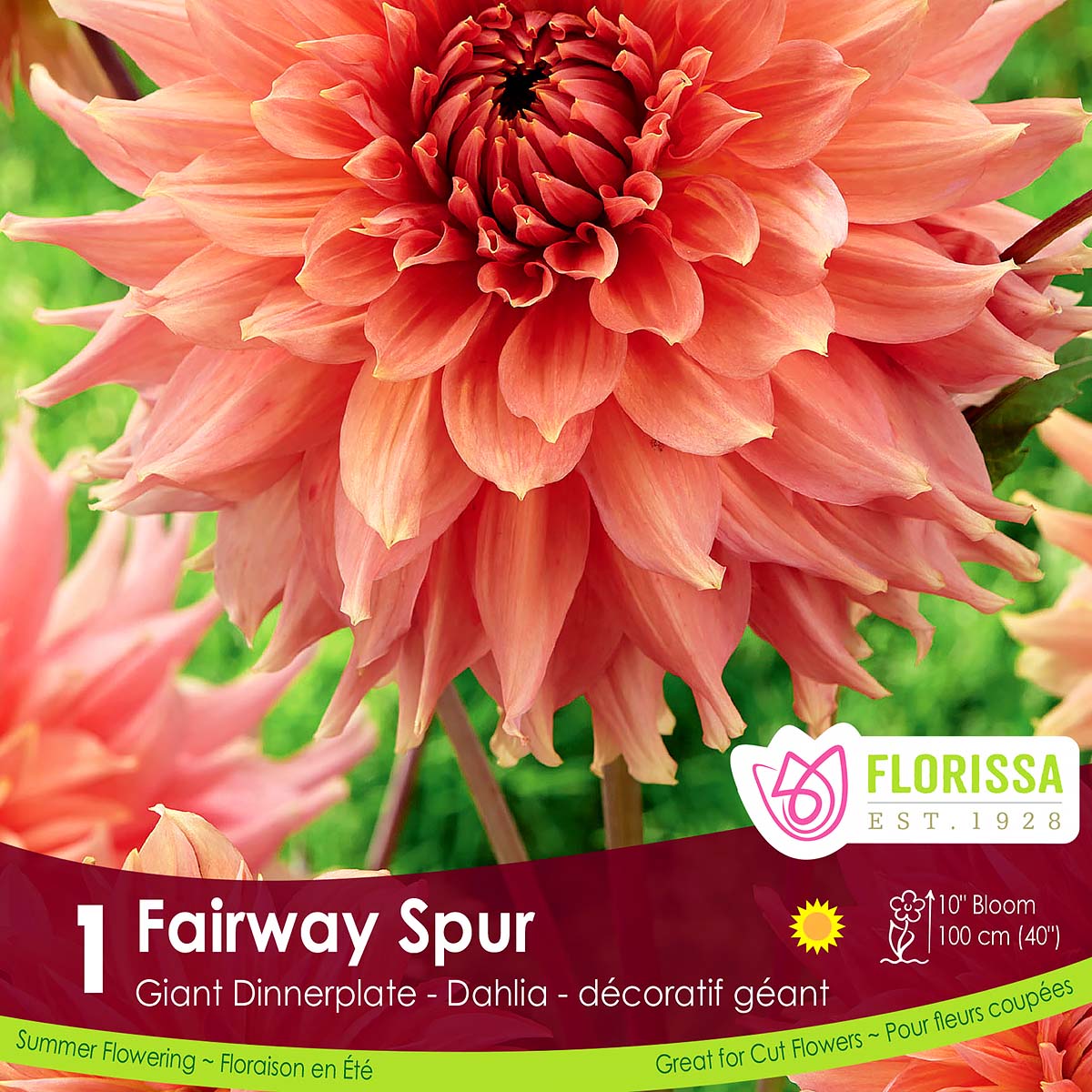 LGKep_Dahlia_Fairway_Spur.jpg