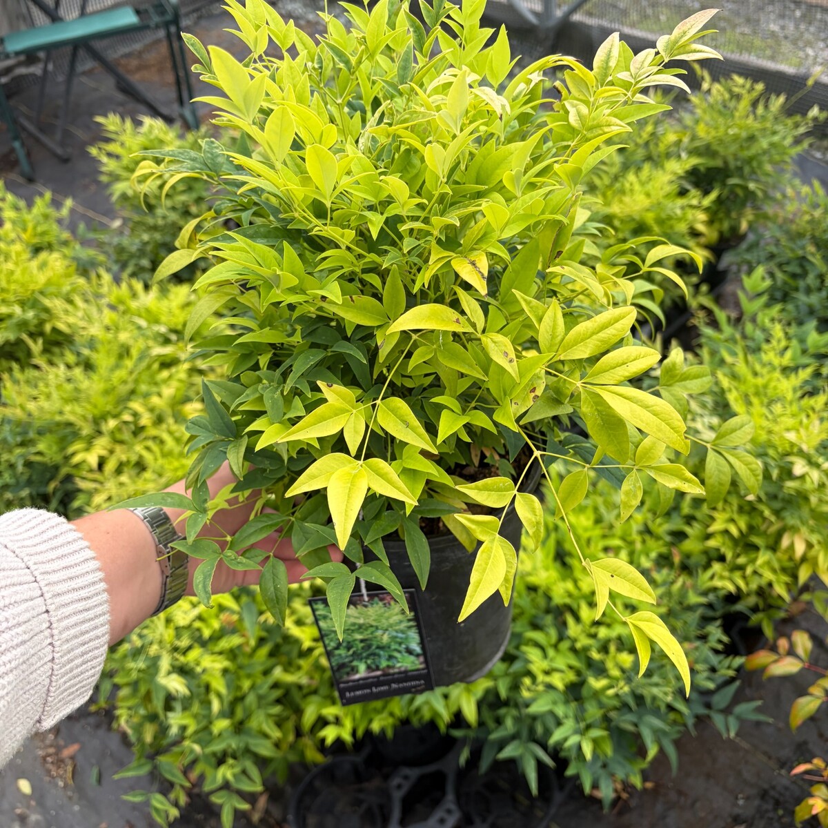 Lemon-Lime-Heavenly-Bamboo-3.jpg