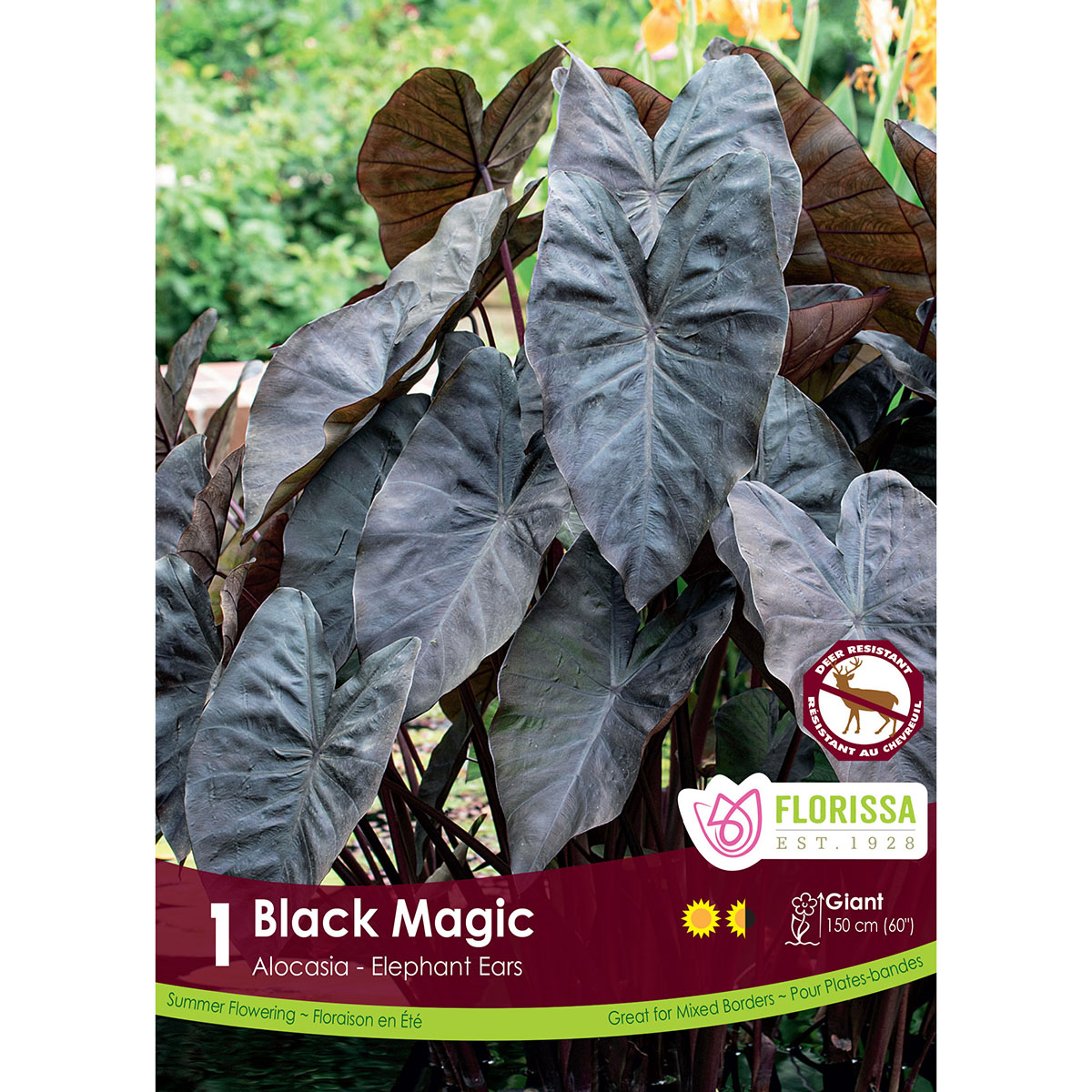 LgKep Alocasia Black Magic.jpg
