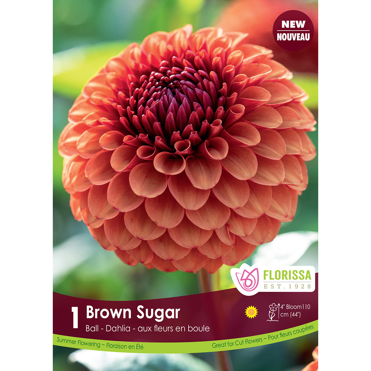LgKep Dahlia Brown Sugar.jpg