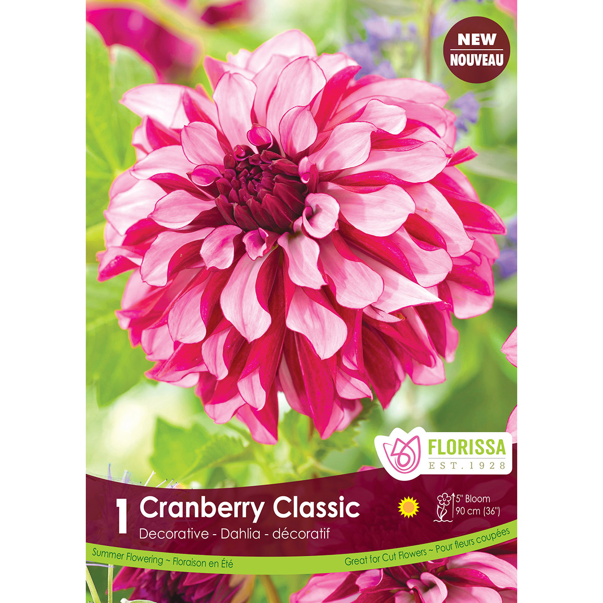 LgKep Dahlia Cranberry Classic.jpg