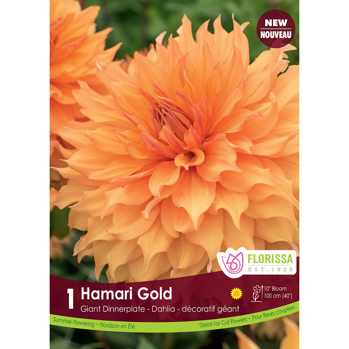 LgKep Dahlia Hamari Gold.jpg