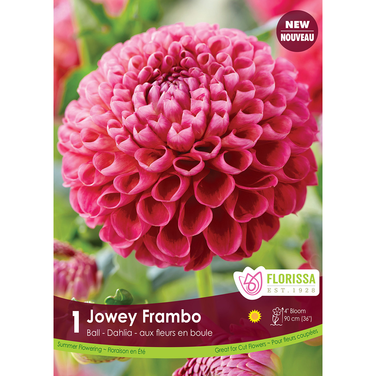 LgKep Dahlia Jowey Frambo.jpg