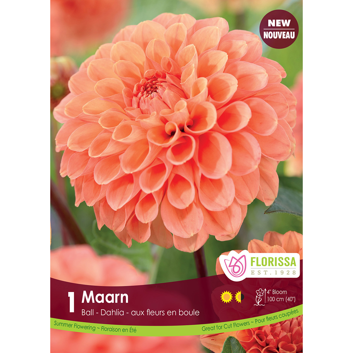 LgKep Dahlia Maarn.jpg