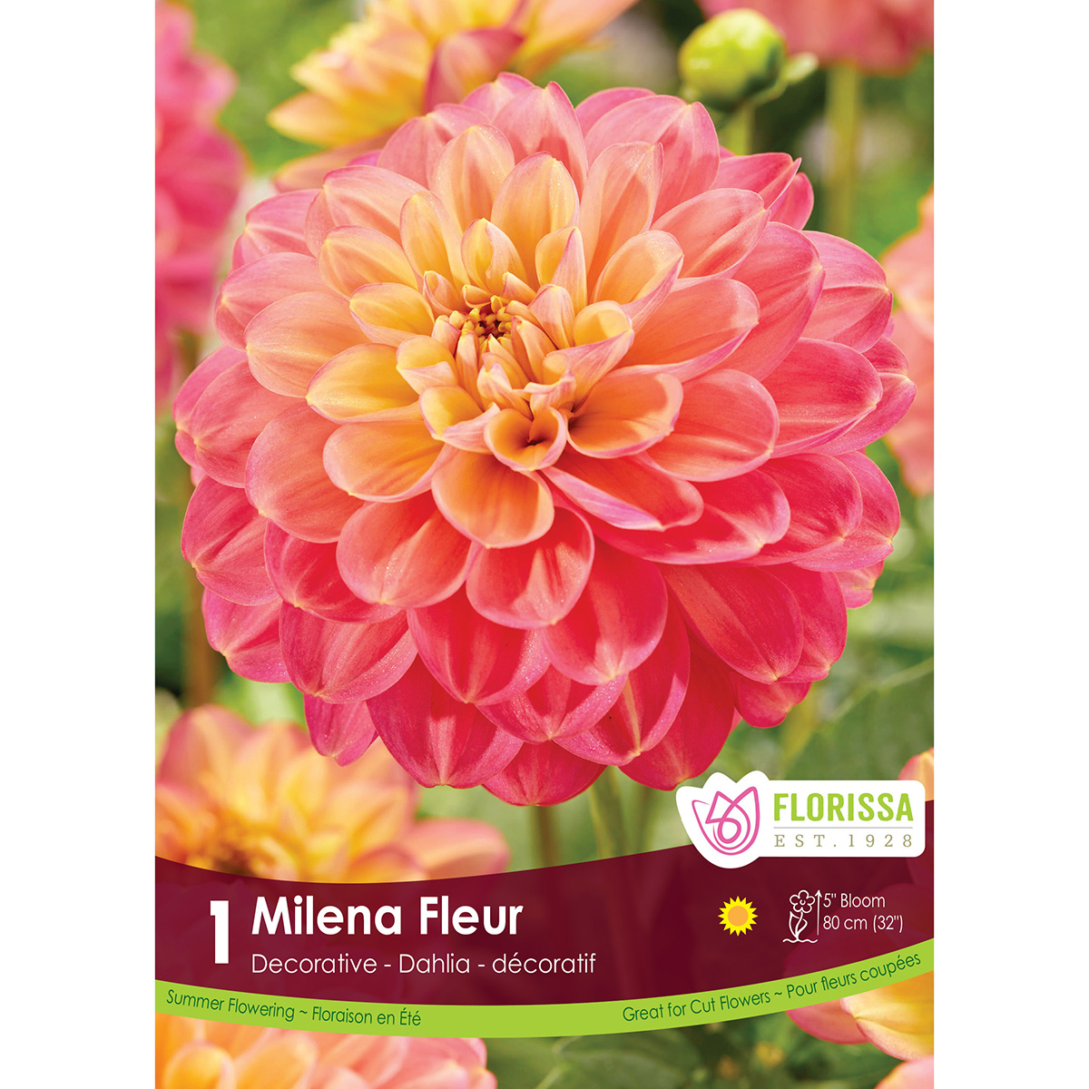 LgKep Dahlia Milena Fleur.jpg