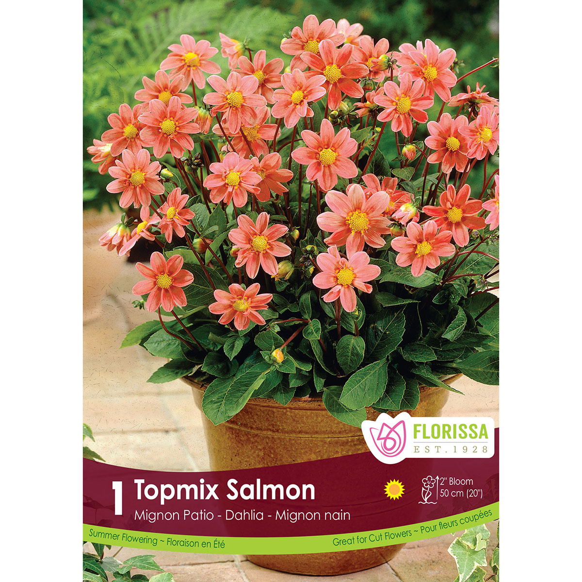 LgKep Dahlia Topmix Salmon.jpg