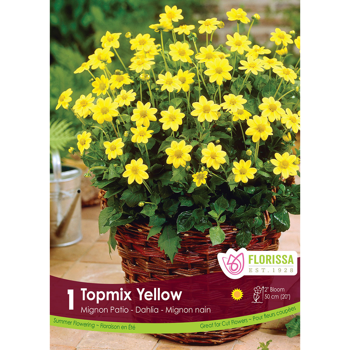 LgKep Dahlia Topmix Yellow.jpg