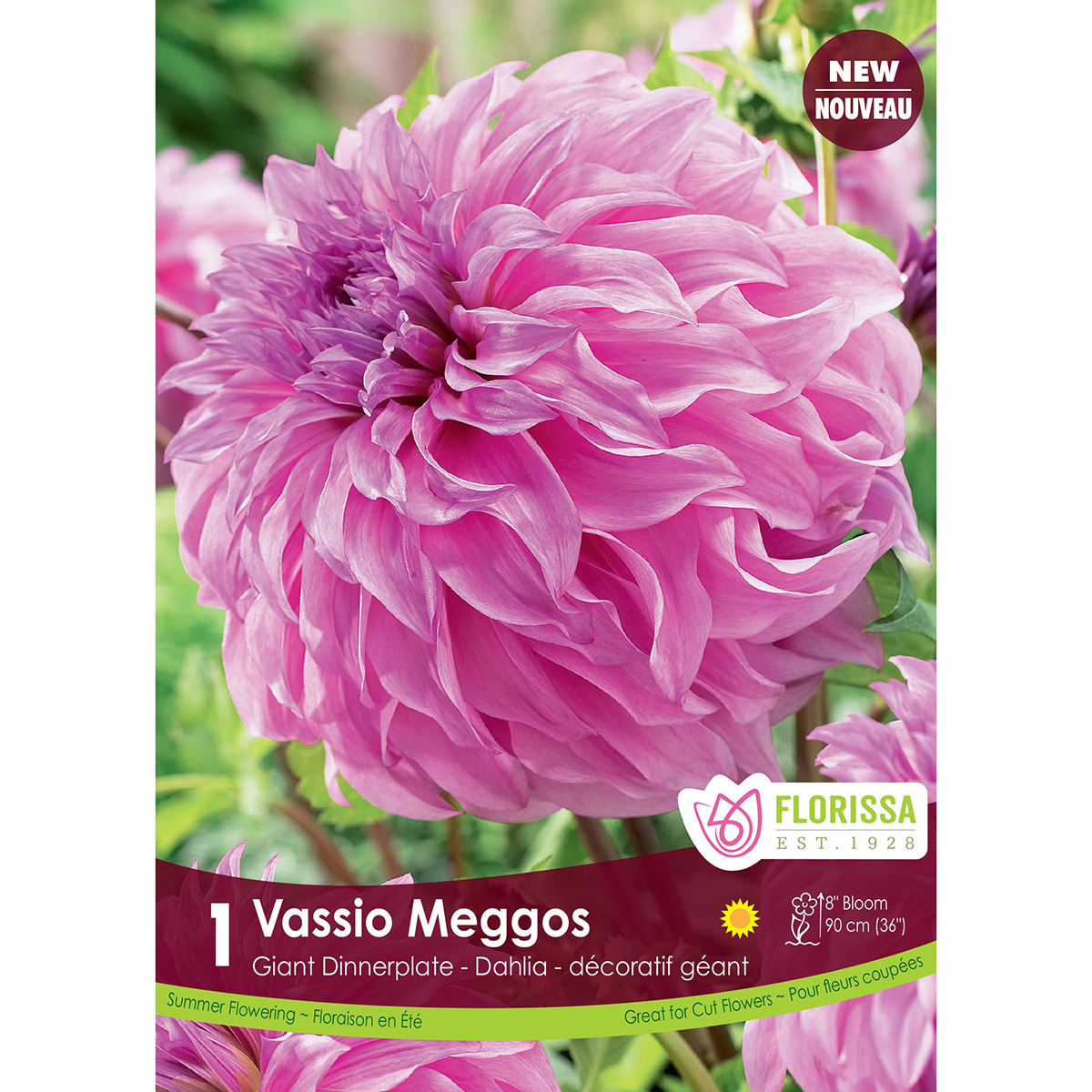 LgKep Dahlia Vassio Meggos.jpg