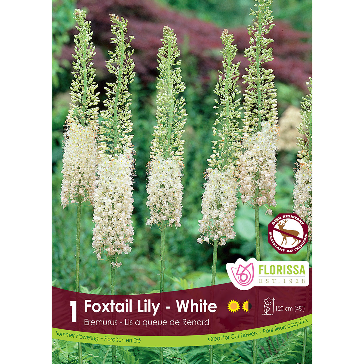 LgKep Eremurus White.jpg