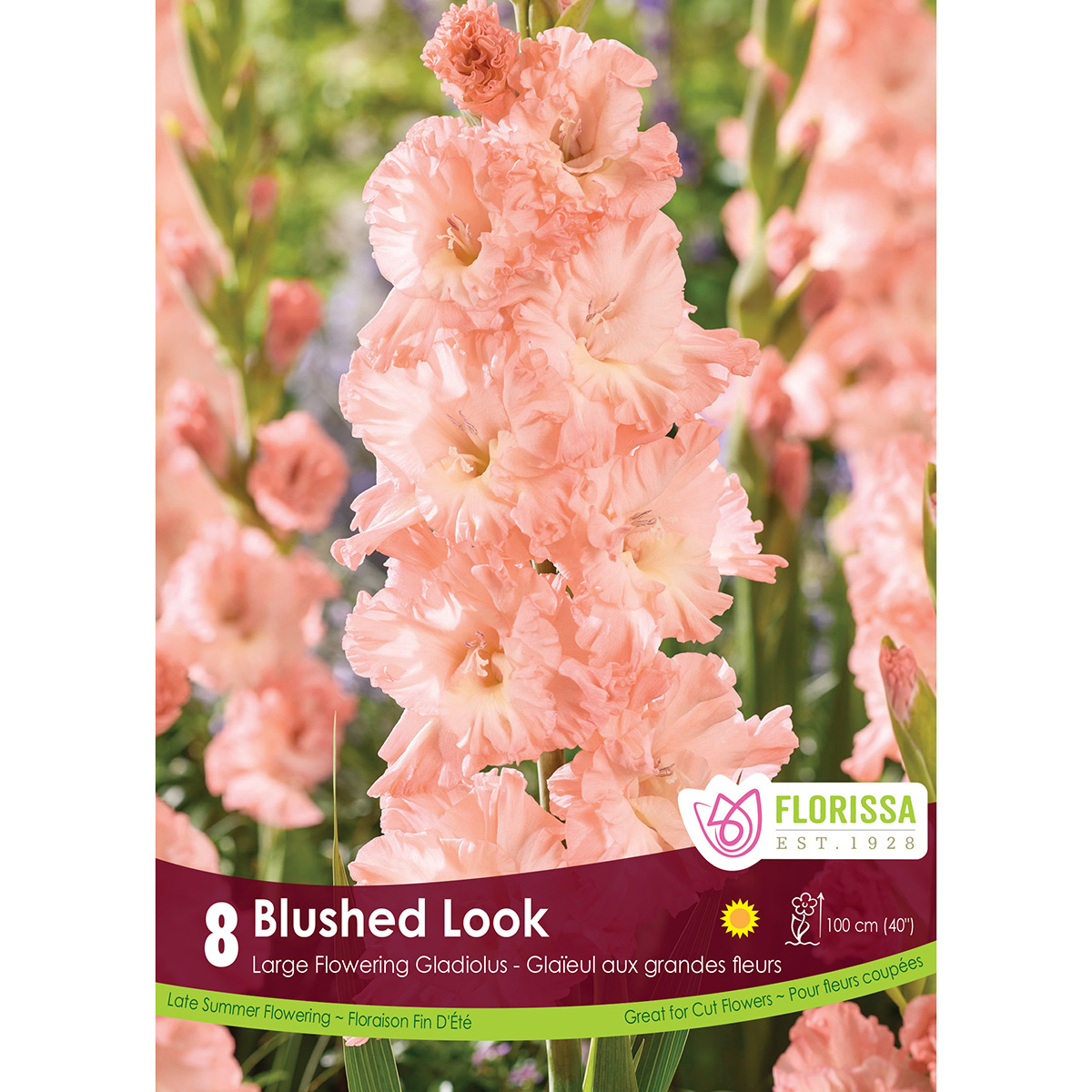 LgKep Gladiolus Blushed Look.jpg