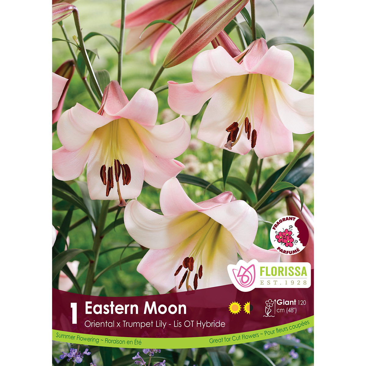 LgKep Lily Eastern Moon.jpg