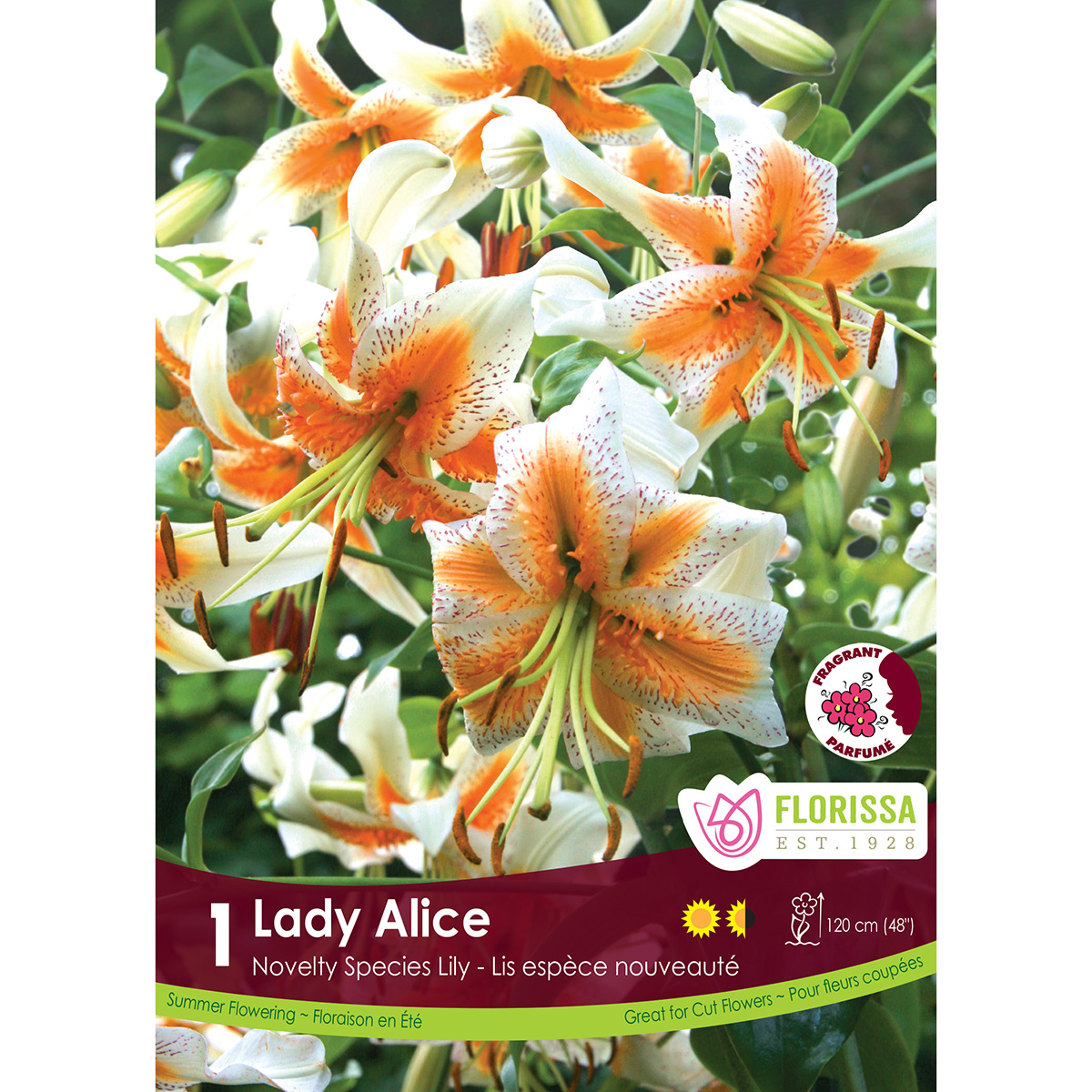 LgKep Lily Lady Alice.jpg