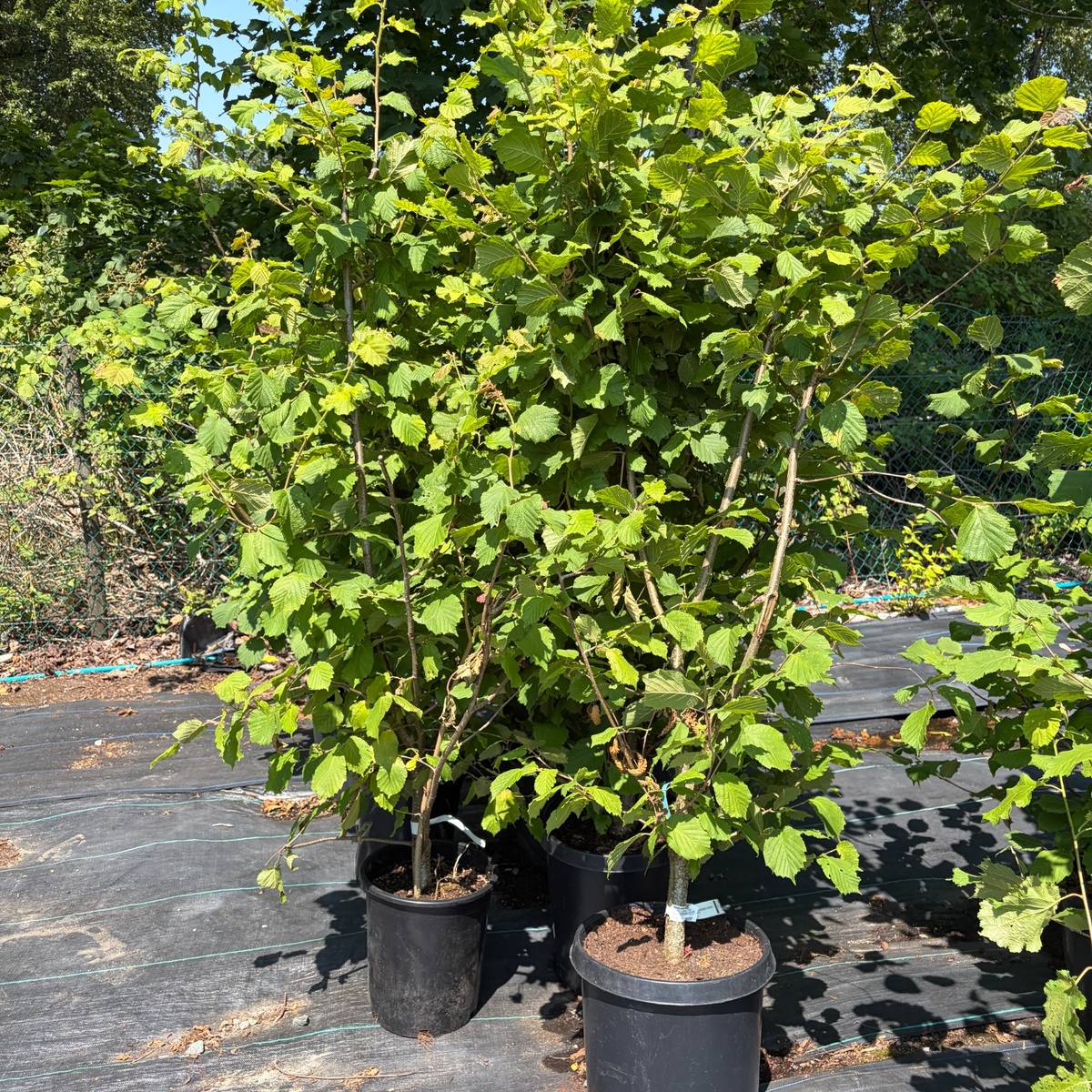 McDonald_Hazelnut_Tree_1200x1200.jpg