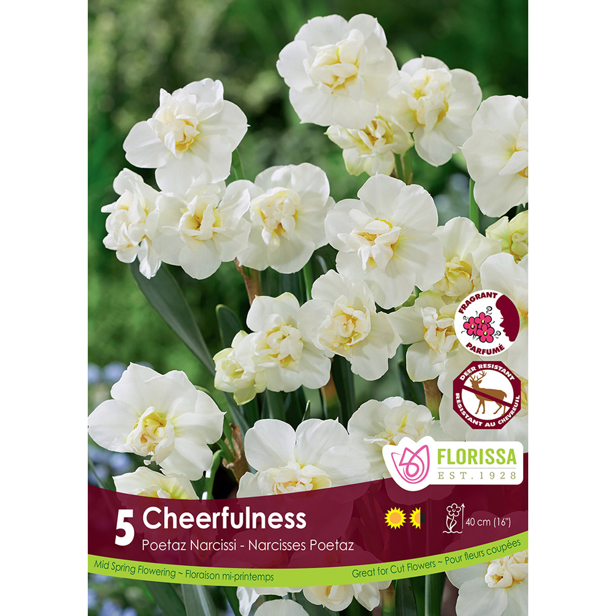 Narcissi-Cheerfulness.jpg