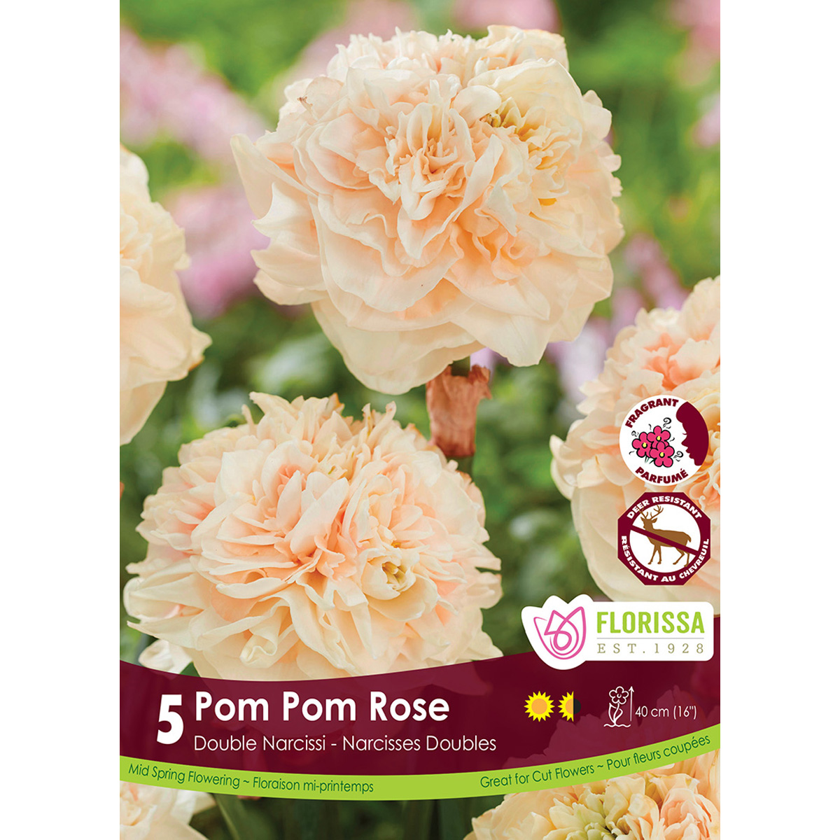 Narcissi-PomPomRose.jpg