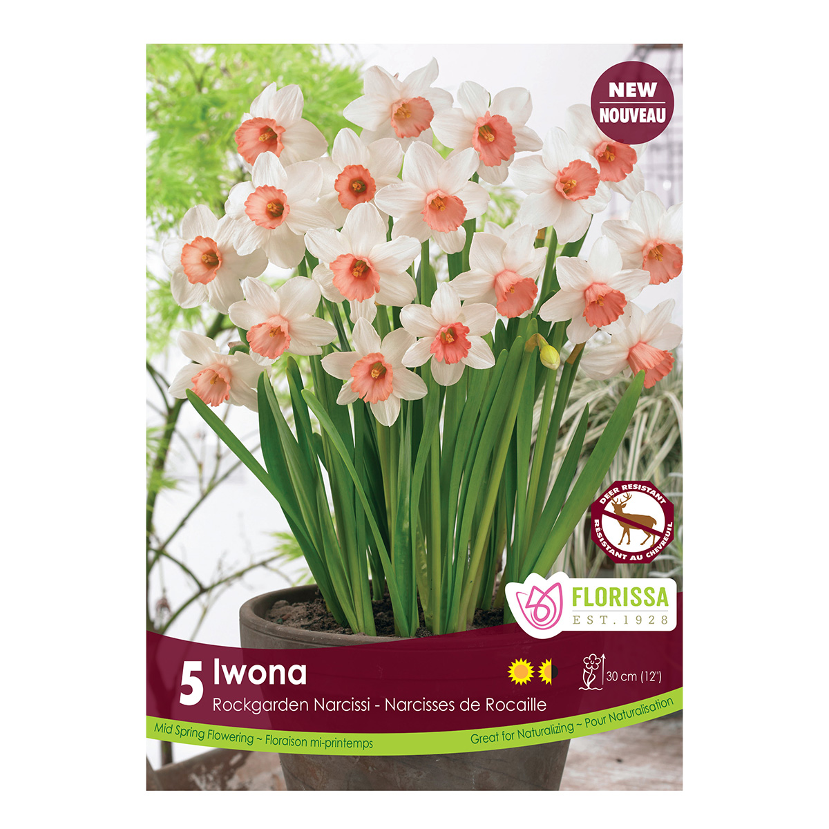 Narcissus Iwona.jpg