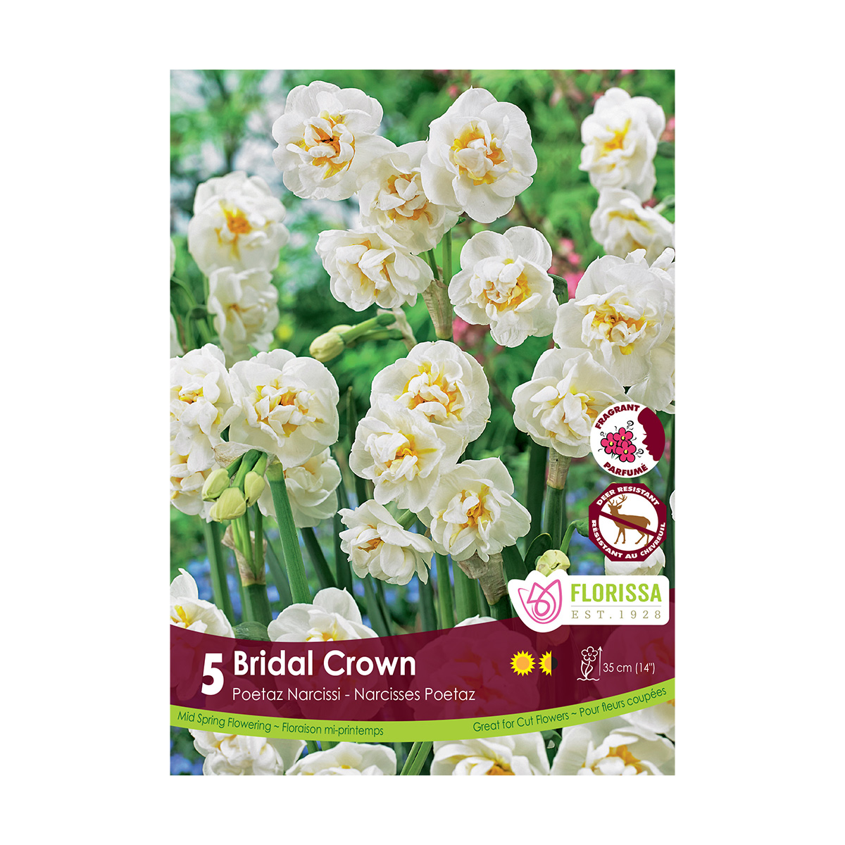 Narcissus_BridalCrown.jpg
