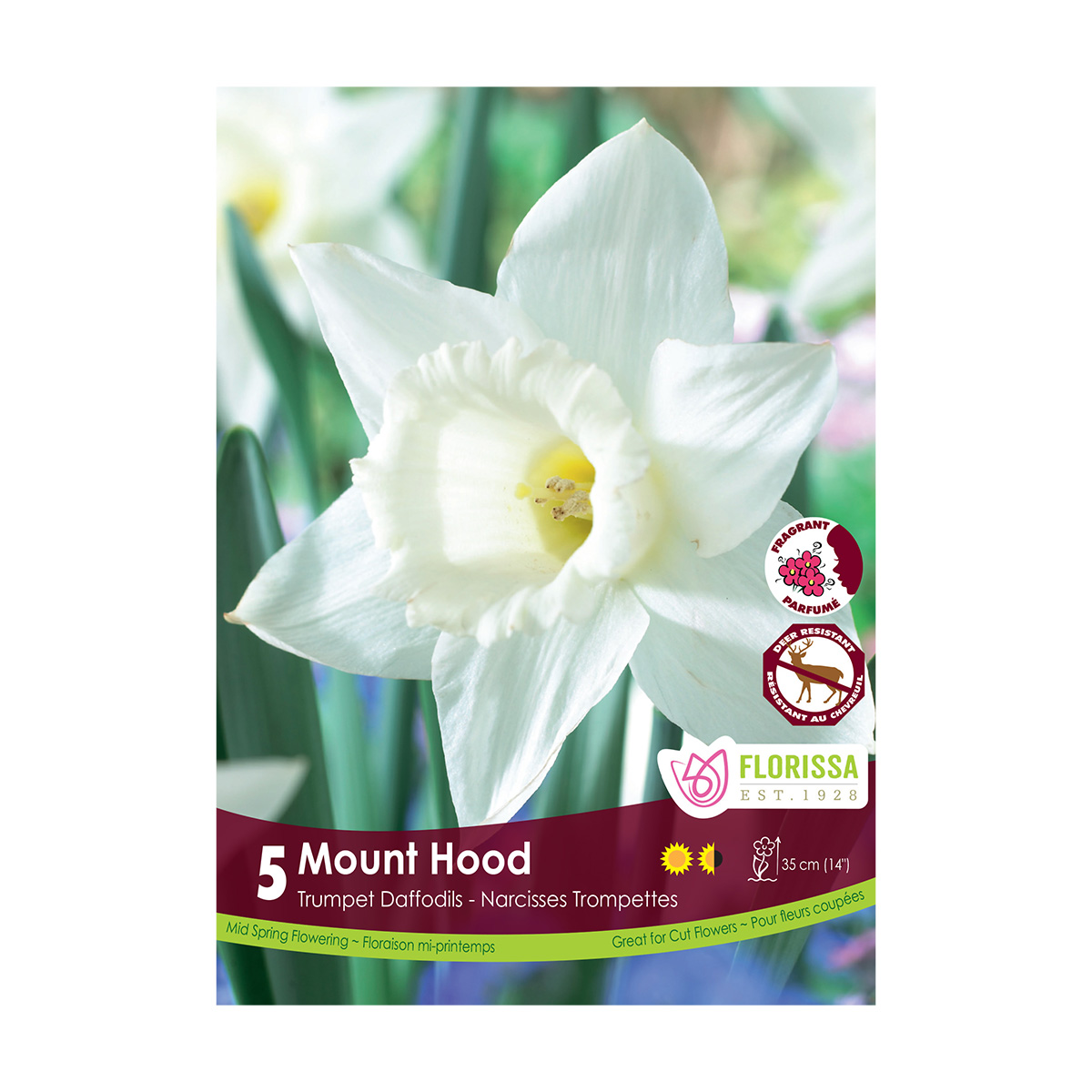 Narcissus_MountHood.jpg