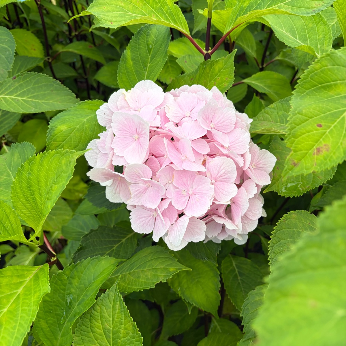 Onyx_Flamingo_Hydrangea_1200x1200.jpg