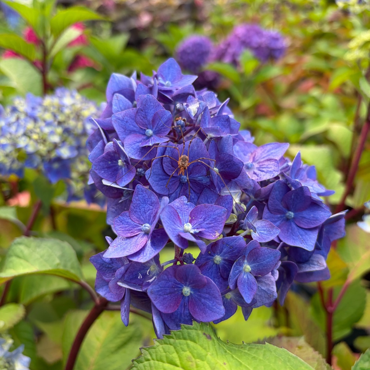 Seaside_Serenade_Pebble_Beach_Hydrangea_Tag_1200x1200.jpg