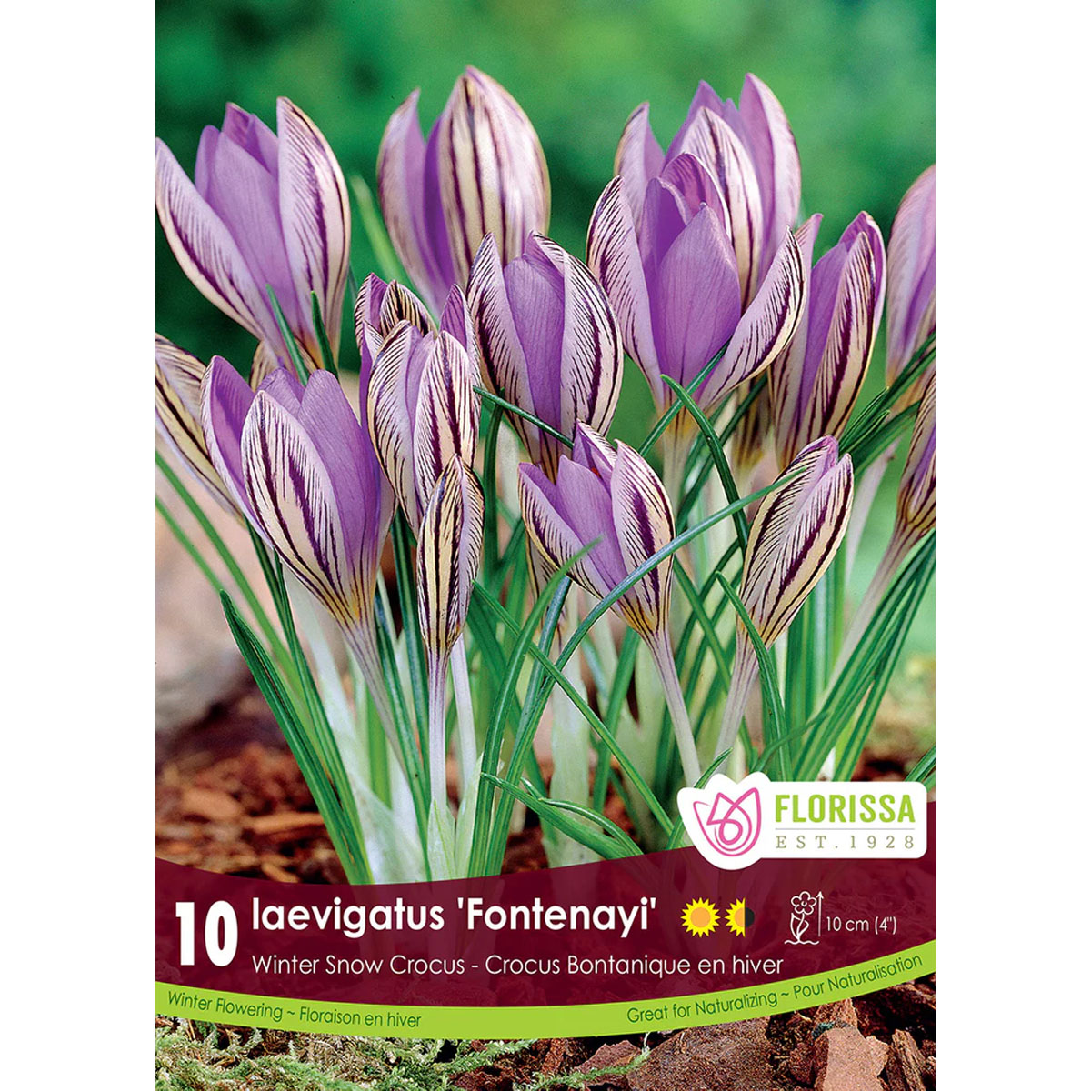 SnowCrocus-LaevigatusFontenayi.jpg