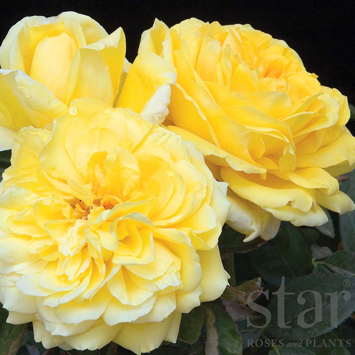 StarRoses_GinaLollobrigida.jpg