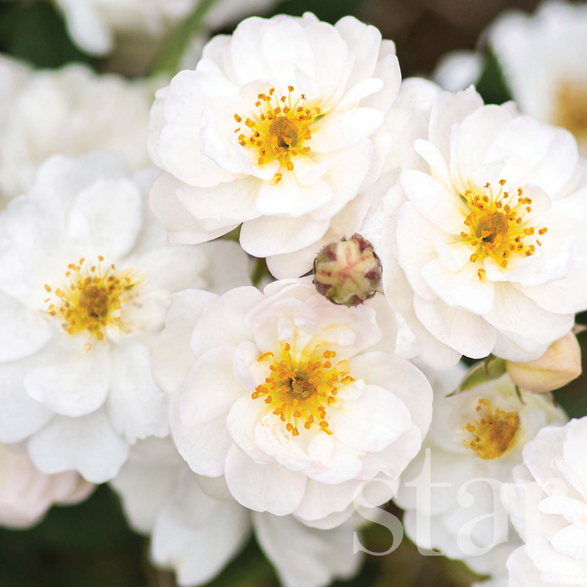 Star_Roses_Pretty-Polly-White.jpg