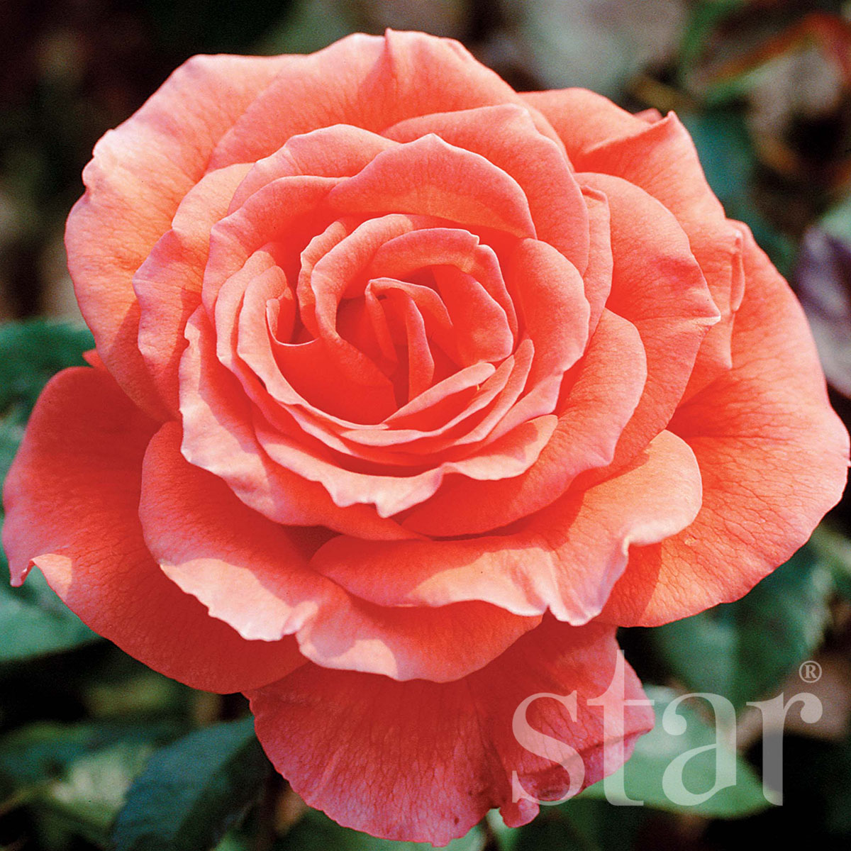 Star_Roses_Tropicana.jpg