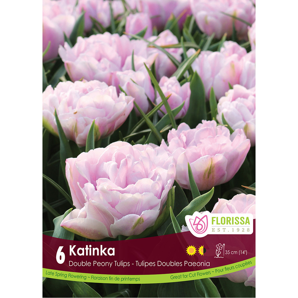 Tulip-Katinka.jpg