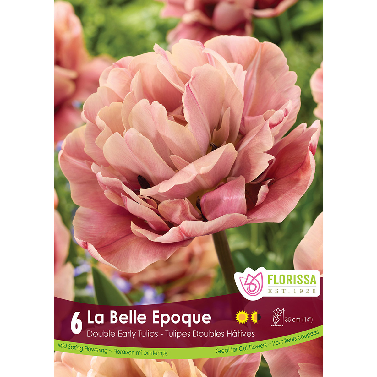 Tulip-LaBelleEpoque.jpg