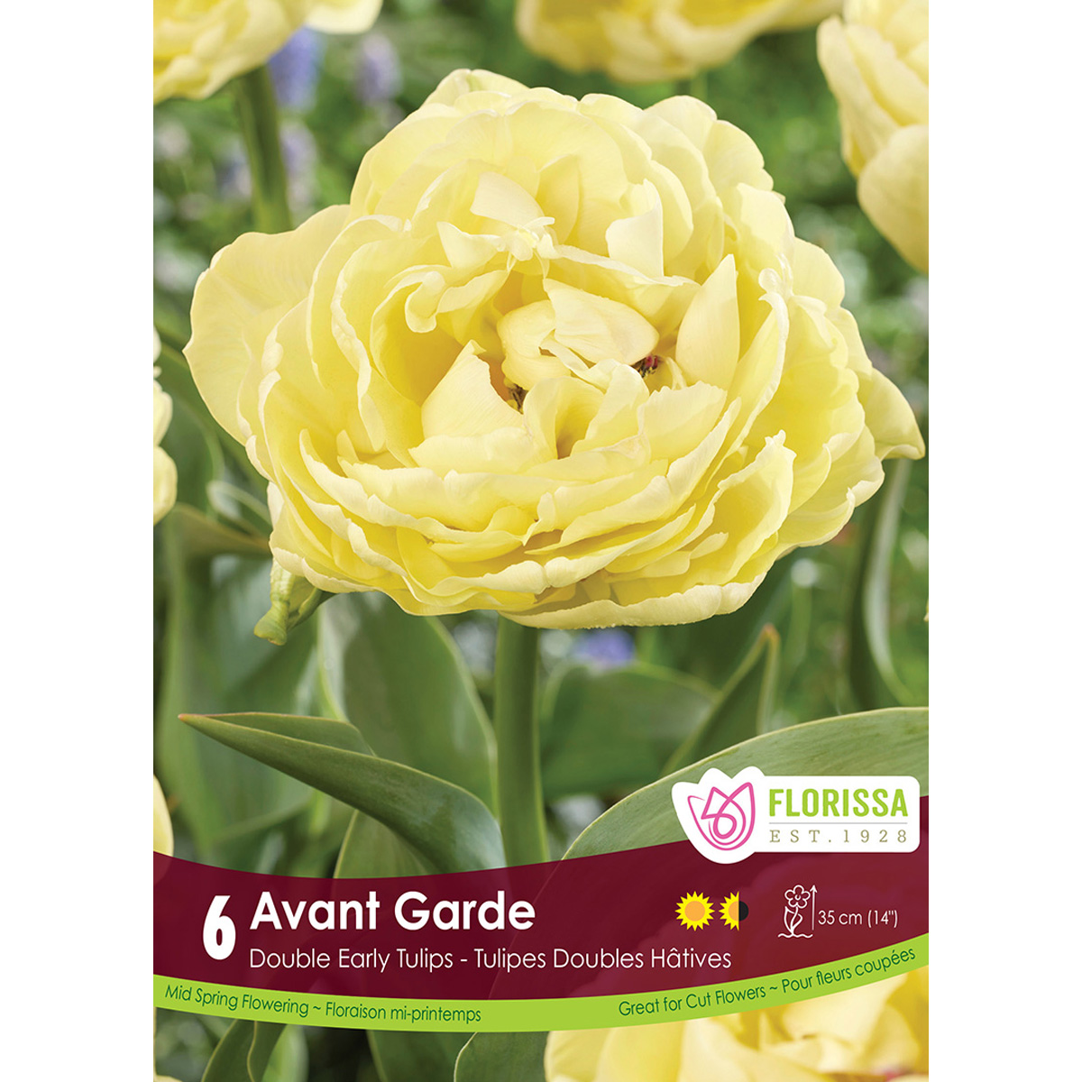 Tulip_AvantGarde.jpg