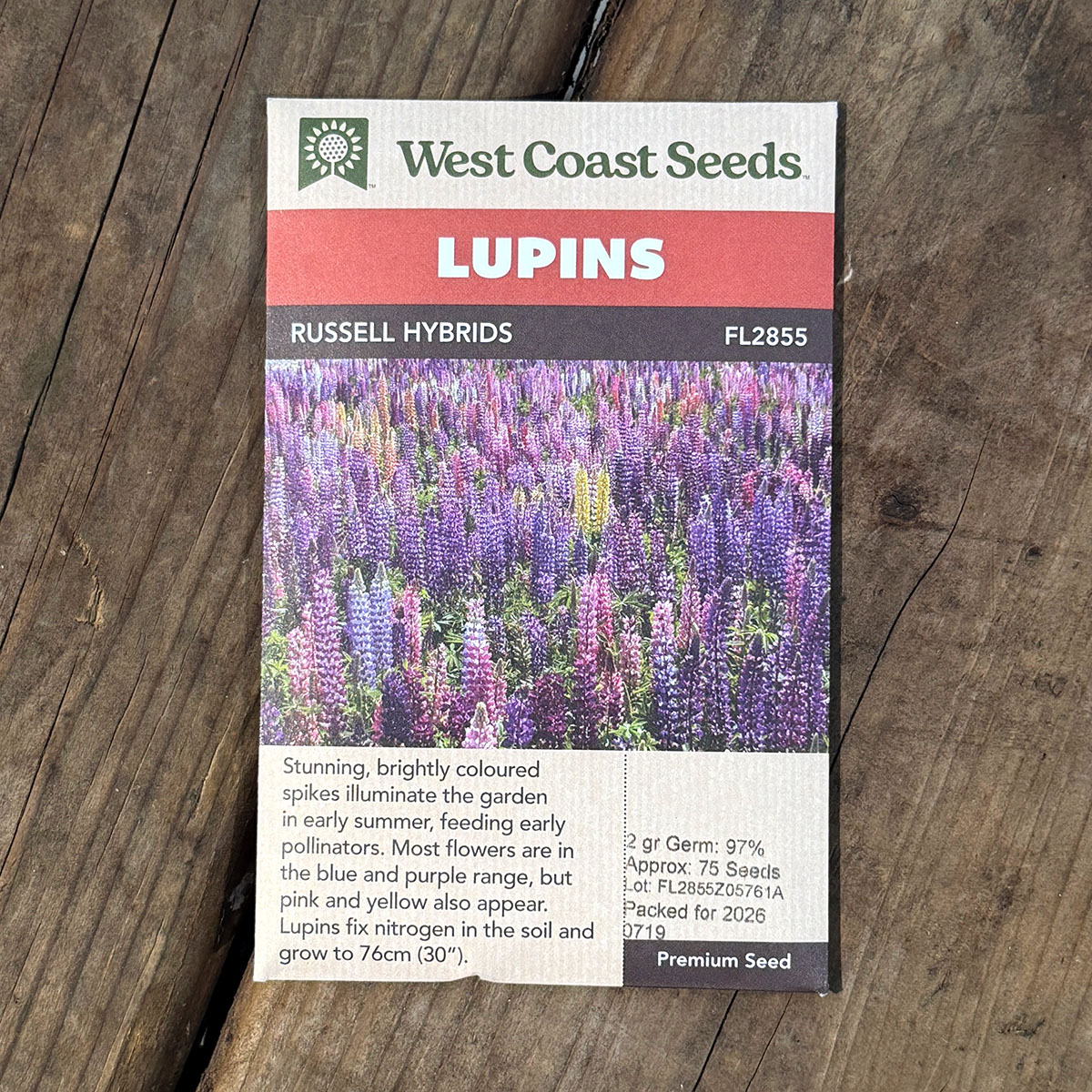 WCS_Lupins_RusselHybrids.jpg