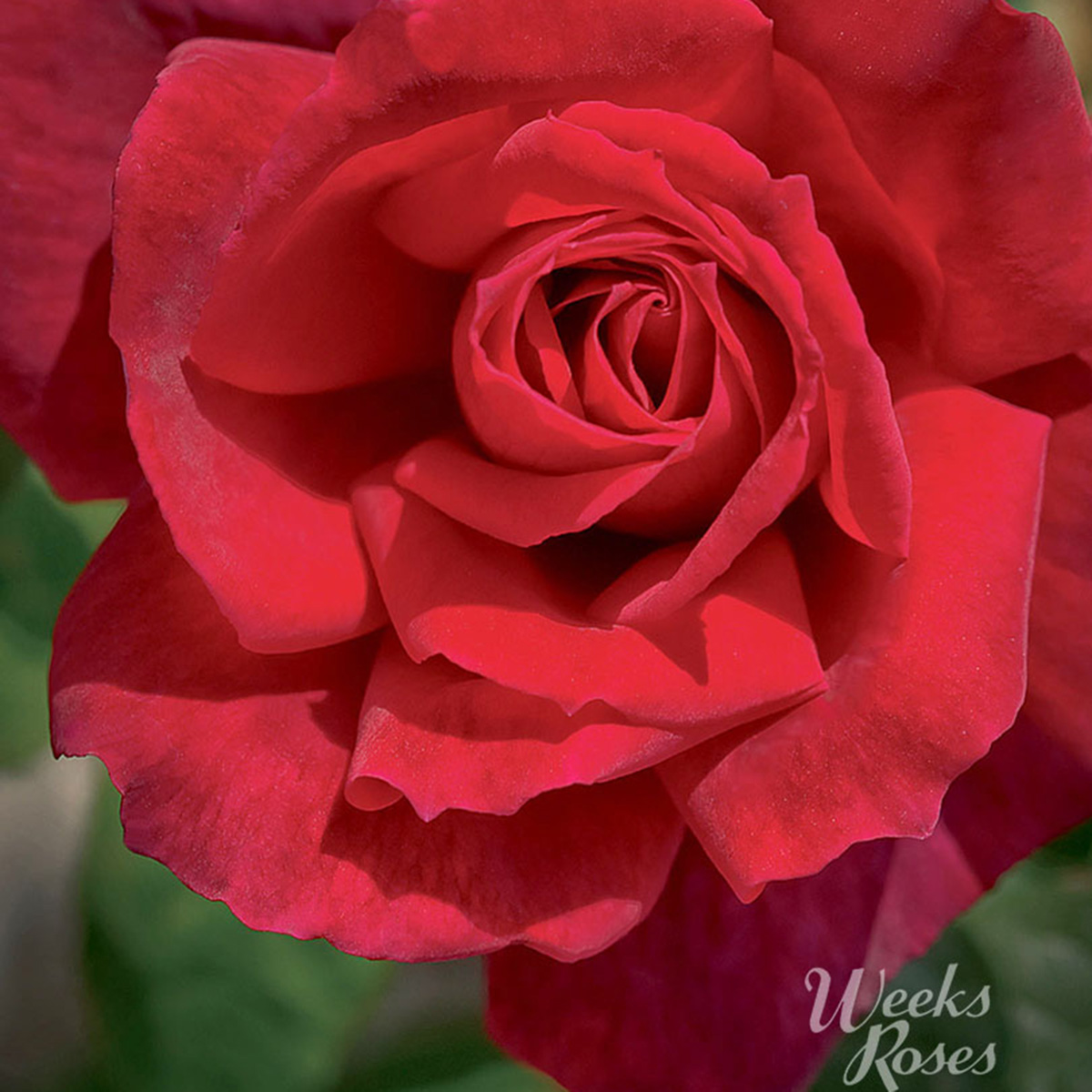 Weeks Rose Web image Chrysler Imperial2023.jpg