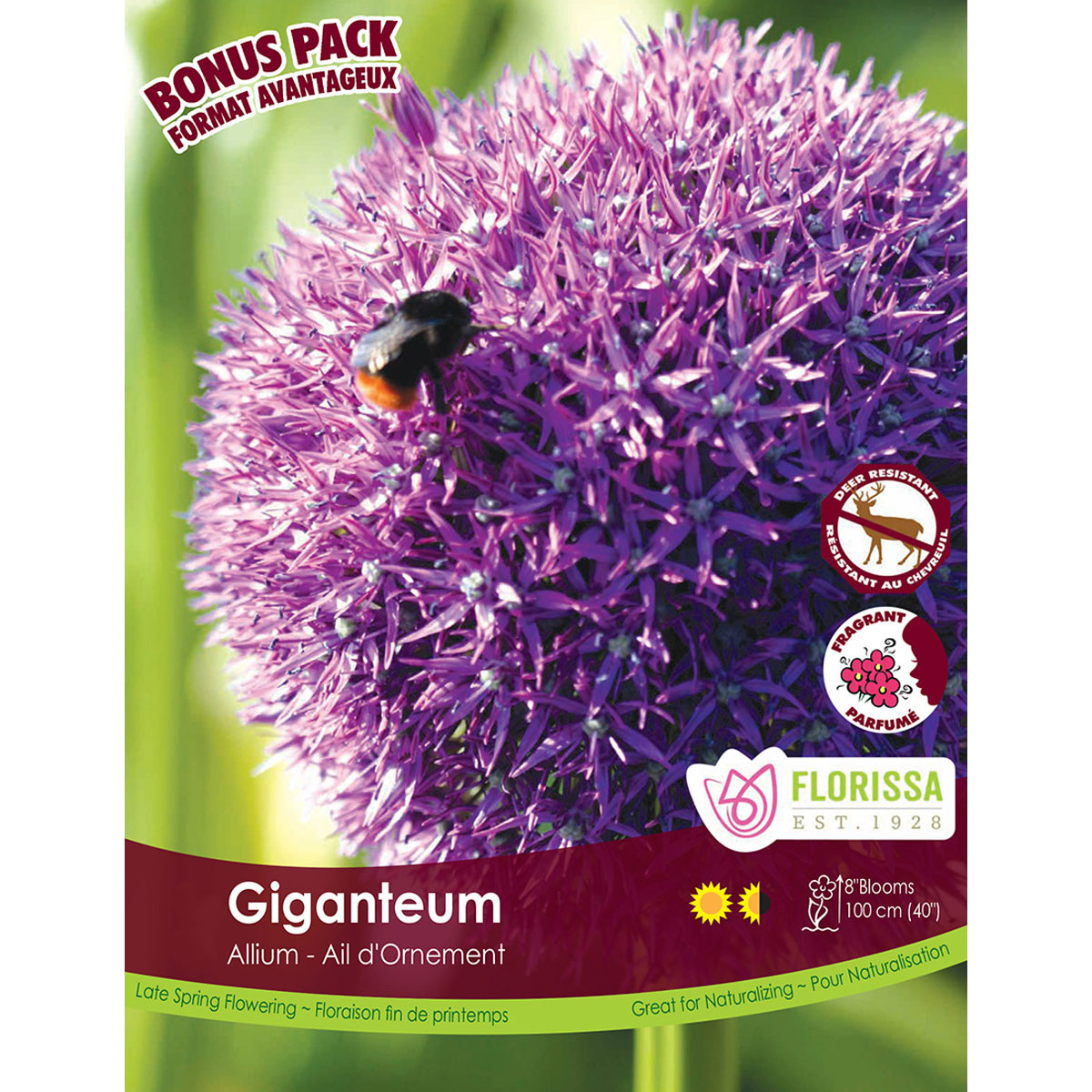 allium-giganteum.jpg