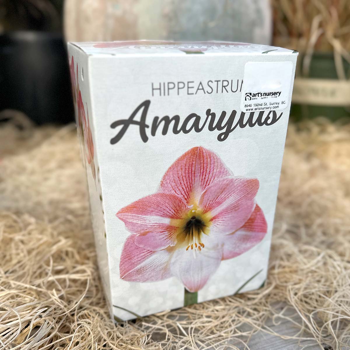 amaryllis_kit_pinkish.jpg