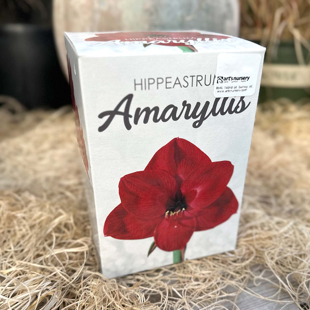 amaryllis_kit_red.jpg