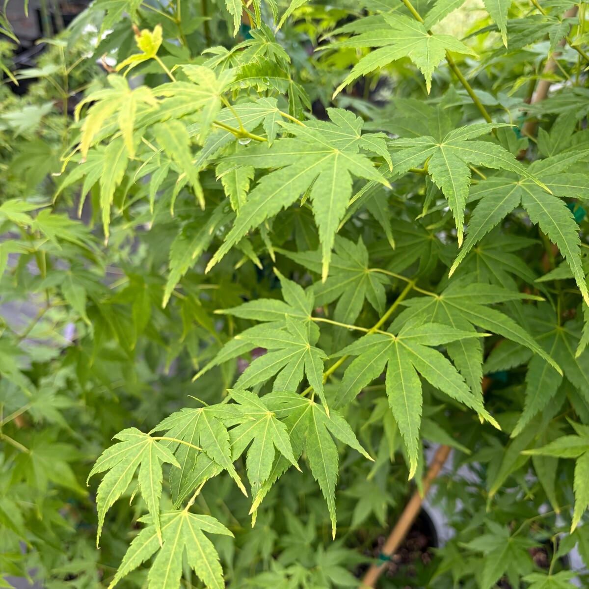 aoyagi-japanese-maple-3.jpg