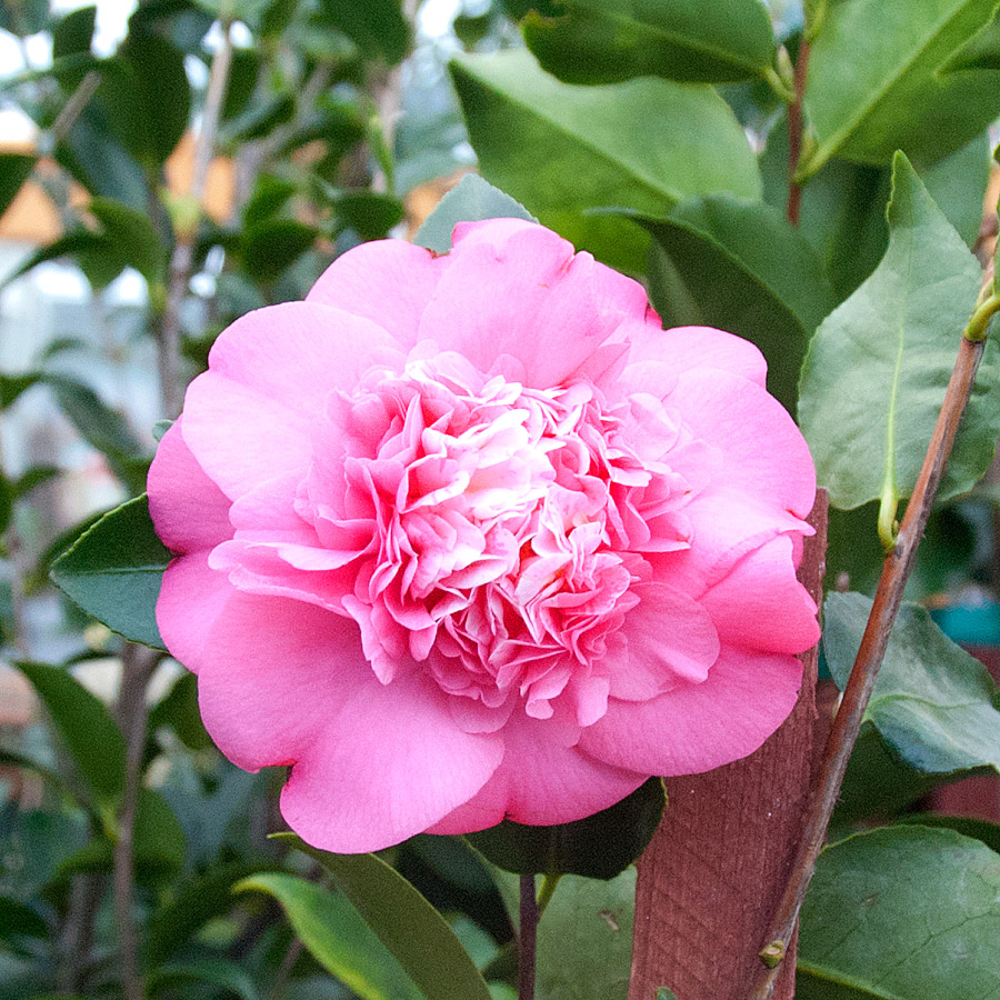camellia_japonica_chandleri_elegans_variegata.jpg