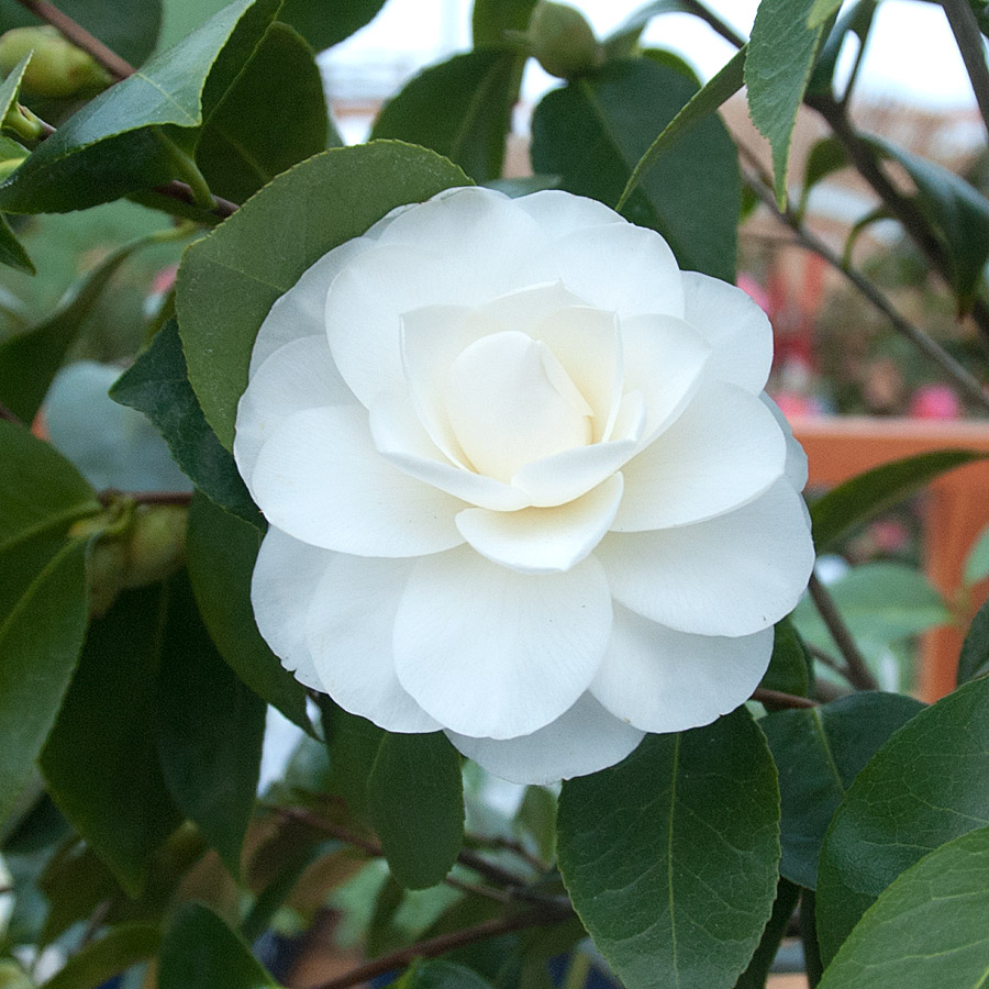 camellia_japonica_nucciosgem.jpg